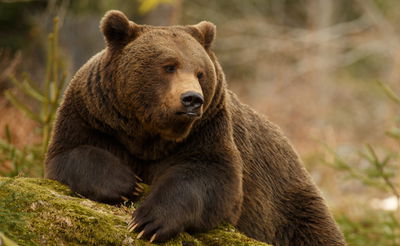 אילוסטרציה