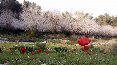 פריחה בעמק איילון דרך עדשת המצלמה