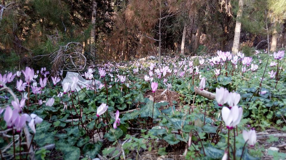 פריחה בעמק איילון דרך עדשת המצלמה