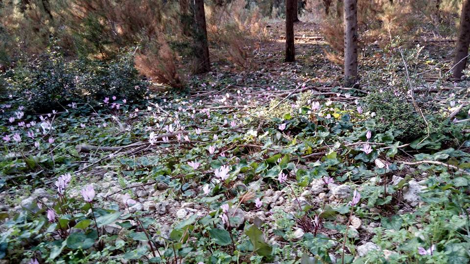 פריחה בעמק איילון דרך עדשת המצלמה