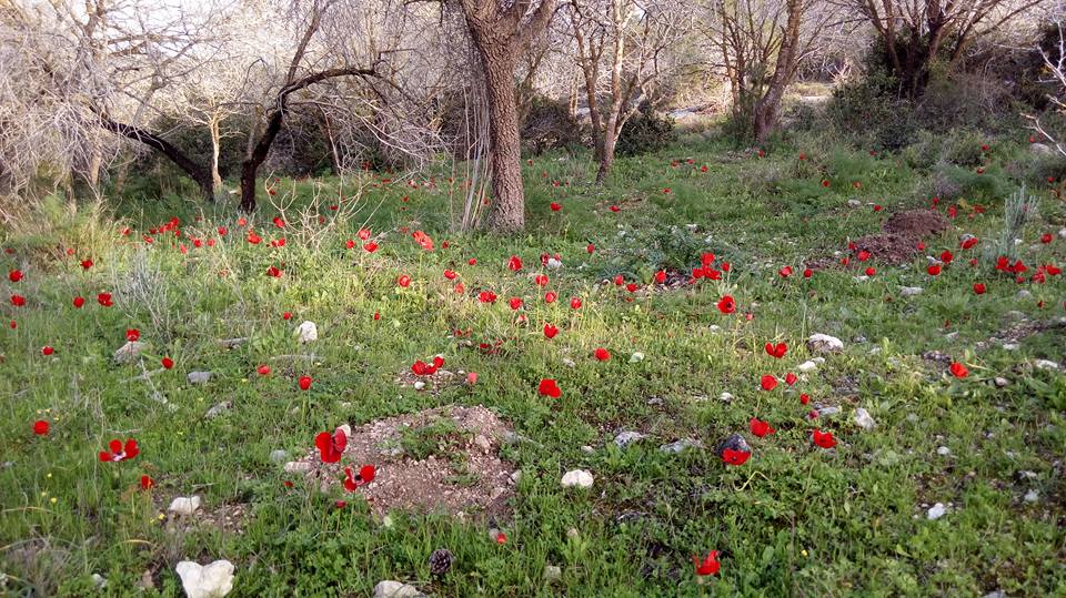פריחה בעמק איילון דרך עדשת המצלמה