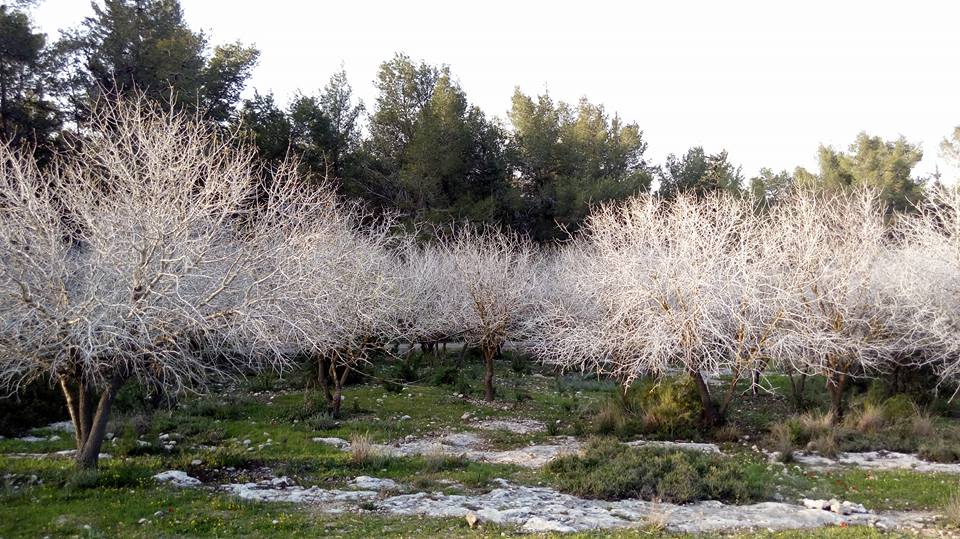פריחה בעמק איילון דרך עדשת המצלמה