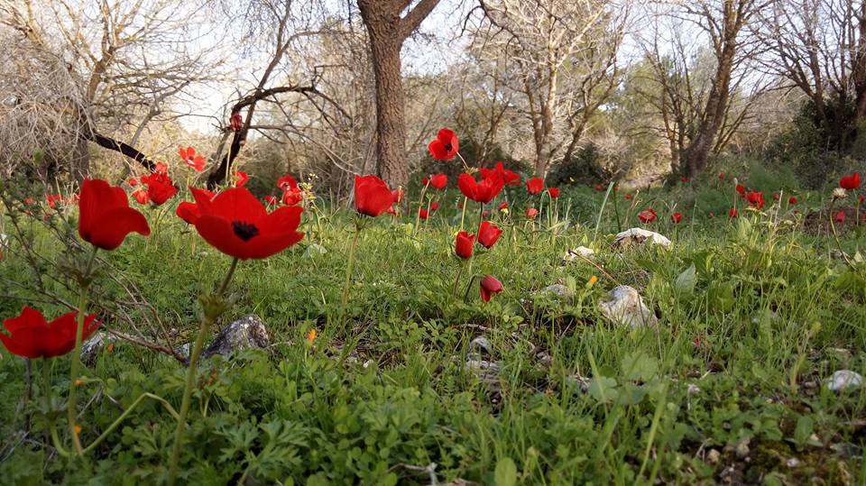פריחה בעמק איילון דרך עדשת המצלמה