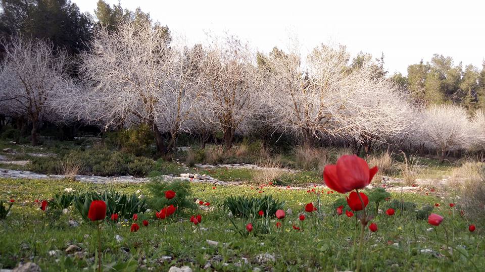 פריחה בעמק איילון דרך עדשת המצלמה