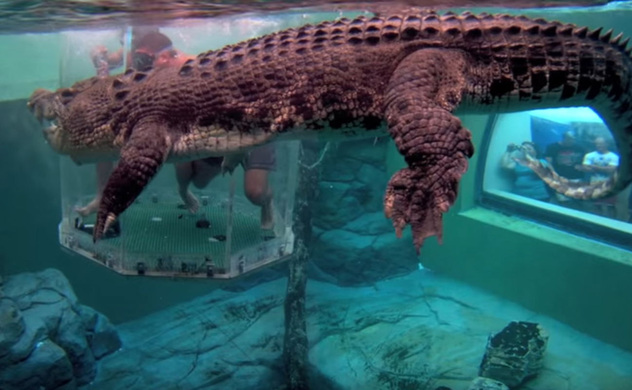 התנין לצד התיירים האמיצים