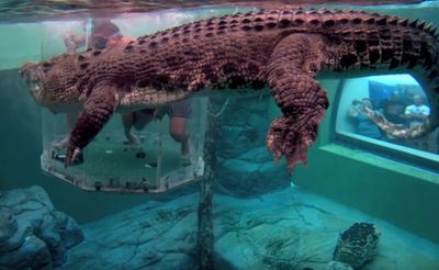 התנין לצד התיירים האמיצים