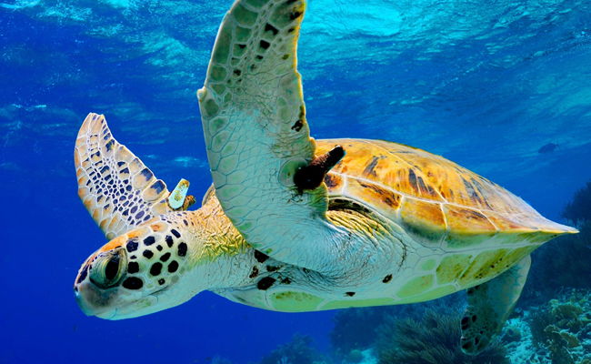 אילוסטרציה