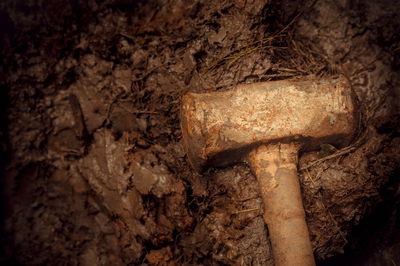 אילוסטרציה