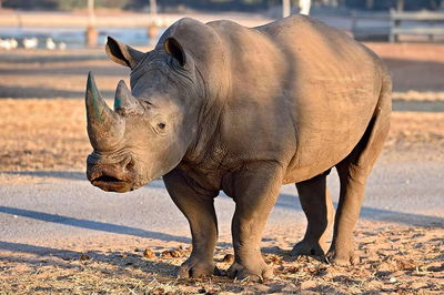 טיבור בימים יפים יותר