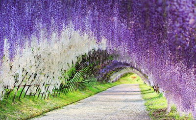 מנהרת פרחי הויסטריה הזאת היא המקום הקסום בתבל