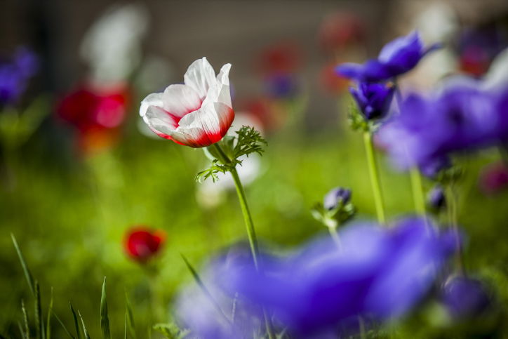 פריחה מרהיבה במיוחד בעמק יזרעאל  • צפו
