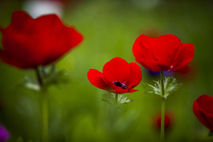 פריחה מרהיבה במיוחד בעמק יזרעאל  • צפו