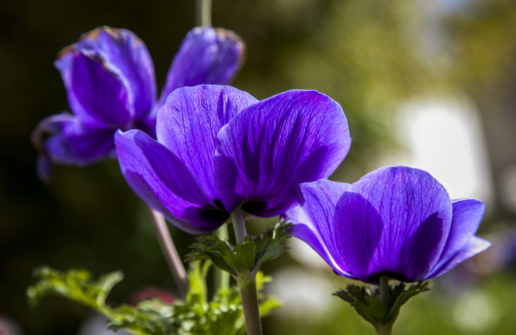 פריחה מרהיבה במיוחד בעמק יזרעאל  • צפו