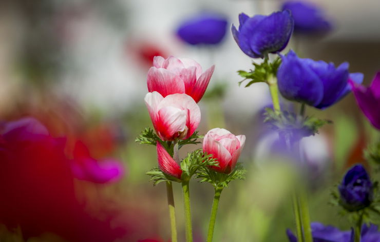 פריחה מרהיבה במיוחד בעמק יזרעאל  • צפו