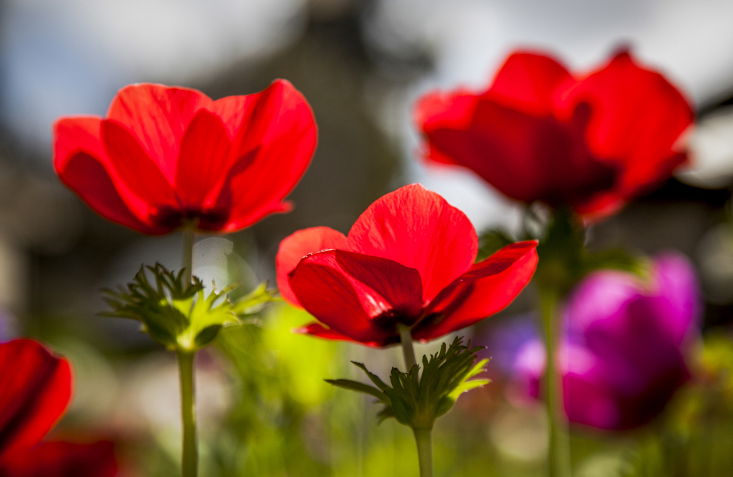 פריחה מרהיבה במיוחד בעמק יזרעאל  • צפו