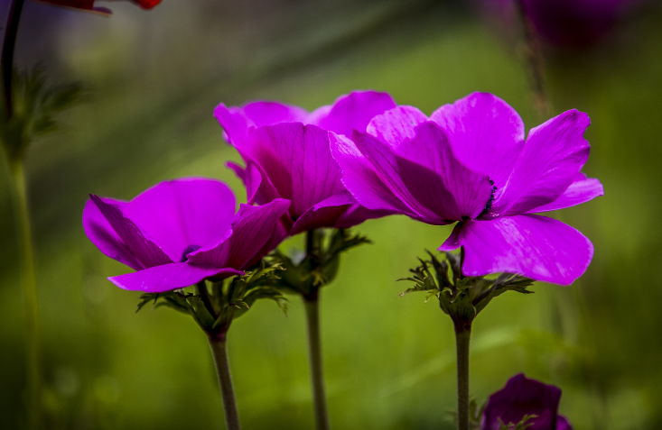 פריחה מרהיבה במיוחד בעמק יזרעאל  • צפו