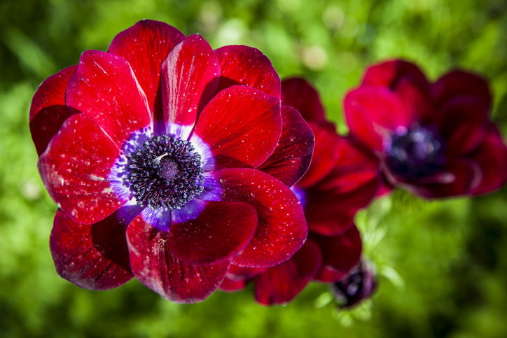 פריחה מרהיבה במיוחד בעמק יזרעאל  • צפו