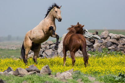 מרהיב: צפו בעדר סוסים משתעשע במרעה