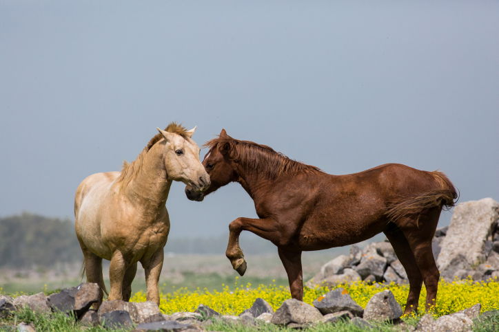 מרהיב: צפו בעדר סוסים משתעשע במרעה