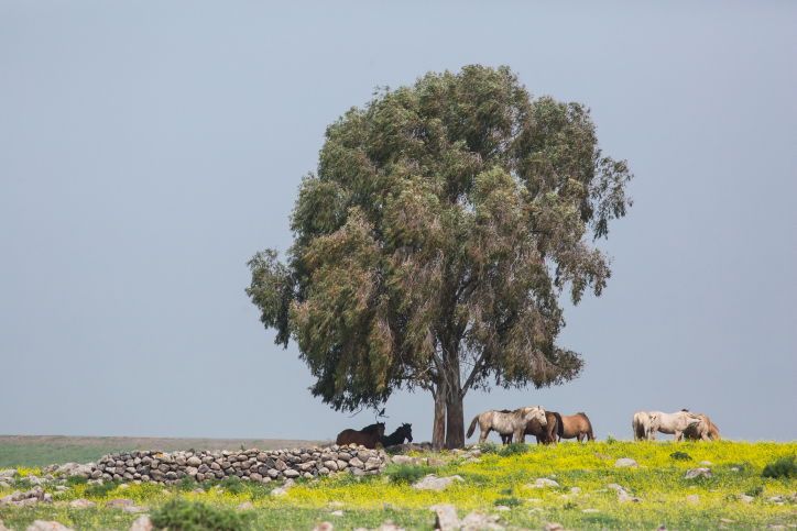 מרהיב: צפו בעדר סוסים משתעשע במרעה