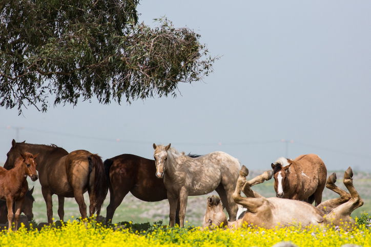 מרהיב: צפו בעדר סוסים משתעשע במרעה