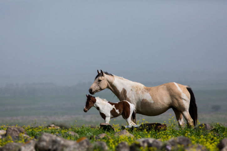 מרהיב: צפו בעדר סוסים משתעשע במרעה