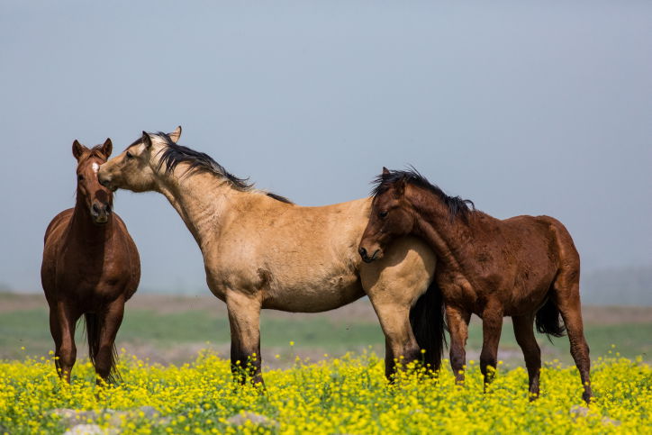 מרהיב: צפו בעדר סוסים משתעשע במרעה