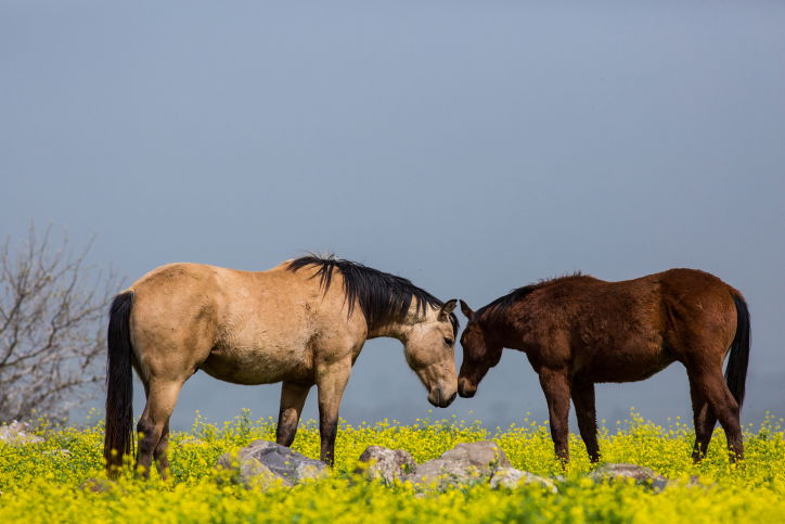 מרהיב: צפו בעדר סוסים משתעשע במרעה