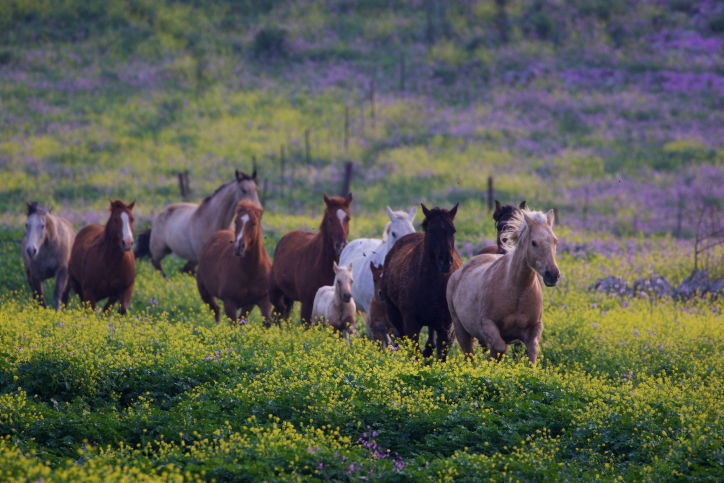סוסים דוהרים בחוות גמלא שבצפון • צפו