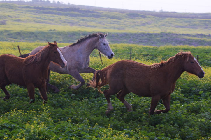 סוסים דוהרים בחוות גמלא שבצפון • צפו