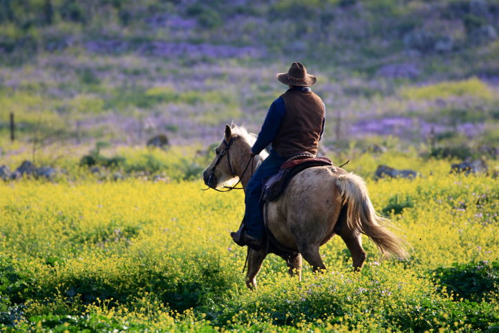 סוסים דוהרים בחוות גמלא שבצפון • צפו