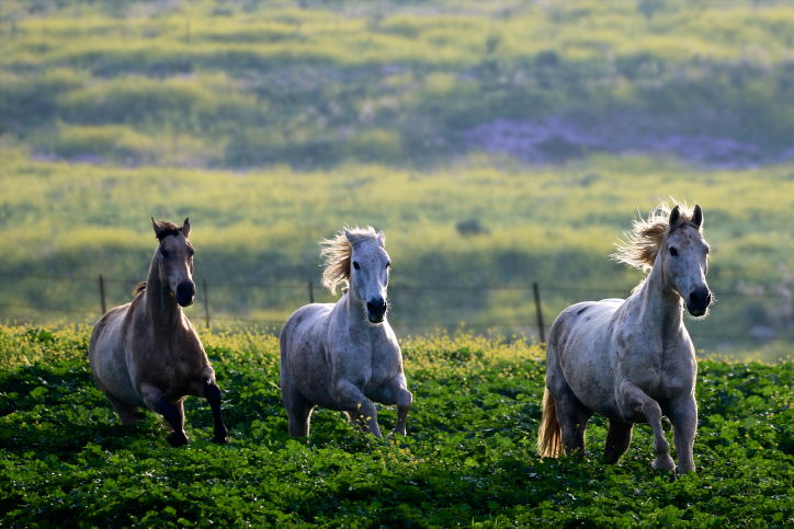 סוסים דוהרים בחוות גמלא שבצפון • צפו