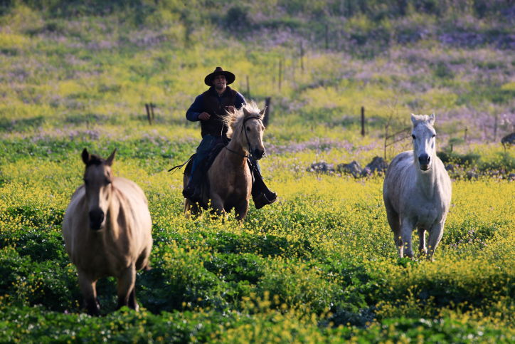 סוסים דוהרים בחוות גמלא שבצפון • צפו