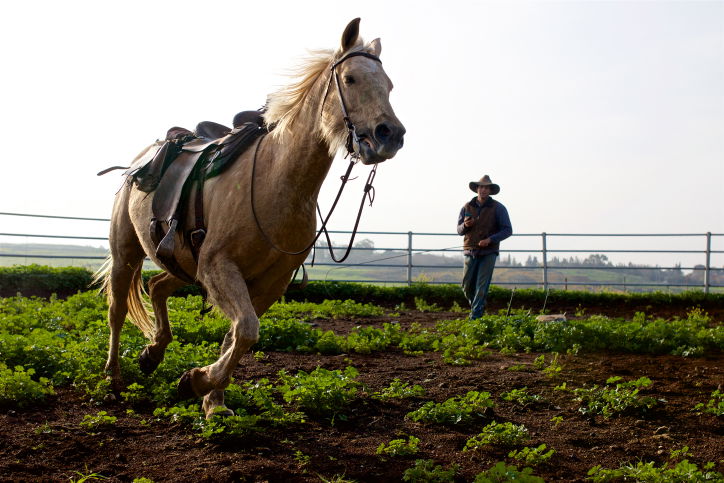 סוסים דוהרים בחוות גמלא שבצפון • צפו