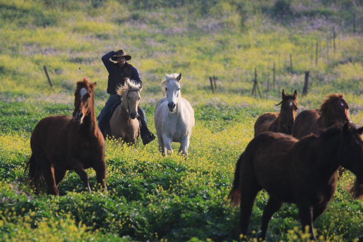 סוסים דוהרים בחוות גמלא שבצפון • צפו