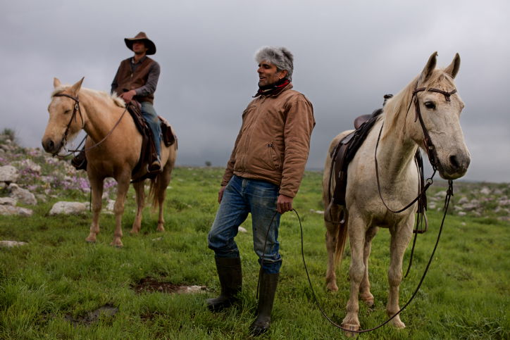 סוסים דוהרים בחוות גמלא שבצפון • צפו