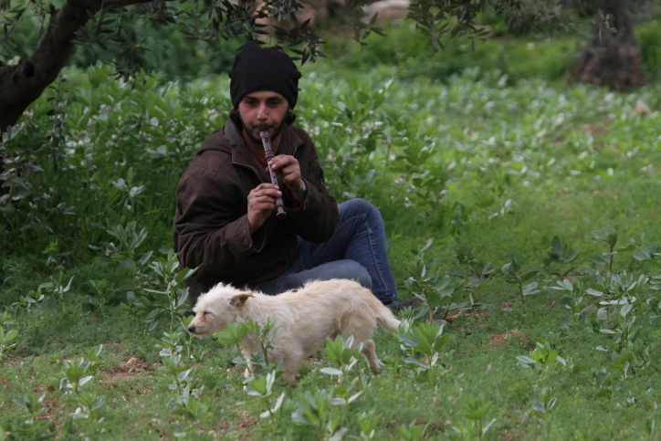 סוסים דוהרים בחוות גמלא שבצפון • צפו