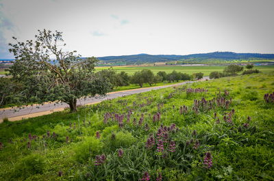 פריחה אביבית ליד בית שמש