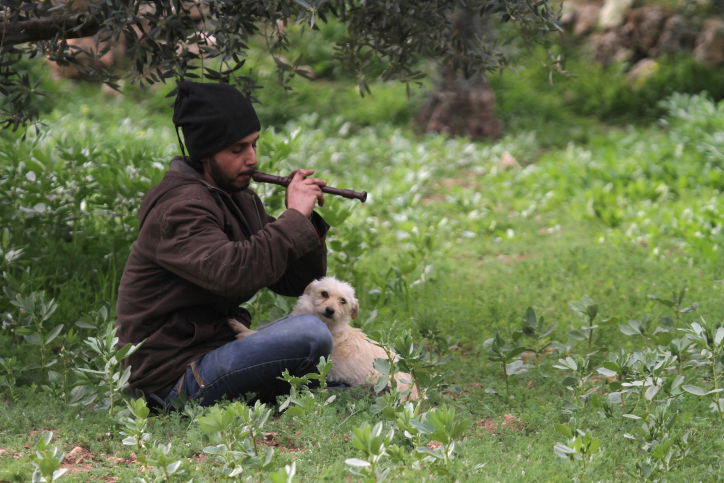 סוסים דוהרים בחוות גמלא שבצפון • צפו