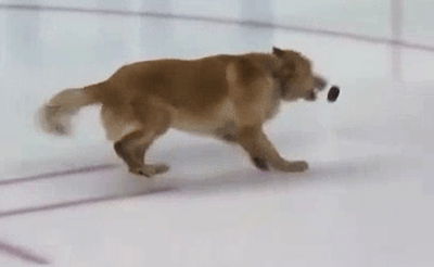 צפו: הכלב התגלה כשחקן הוקי קרח מקצועי