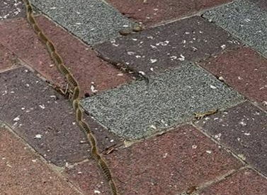 התולעים החמודות שעלולות לגרום למוות