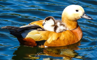 בכל בוקר: צעדת מאות הברווזים בדרום אפריקה