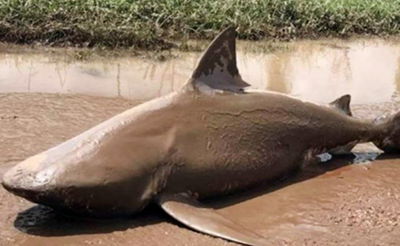 איך הגיע הכריש הטורף לכביש ראשי באוסטרליה?