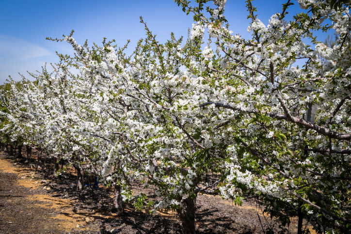 פריחת עצי הדובדבן בגוש עציון