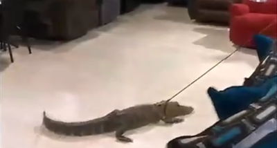 התרחשות האירוע