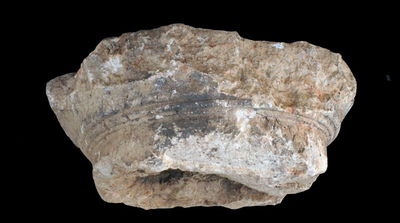 הממצא שנחשף