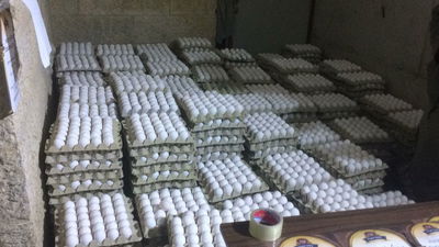 הביצים הלא מסומנות הוחבאו ב... בית כנסת