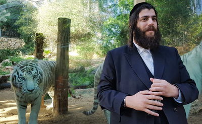 פרוש בגן החיות בחיפה, היום