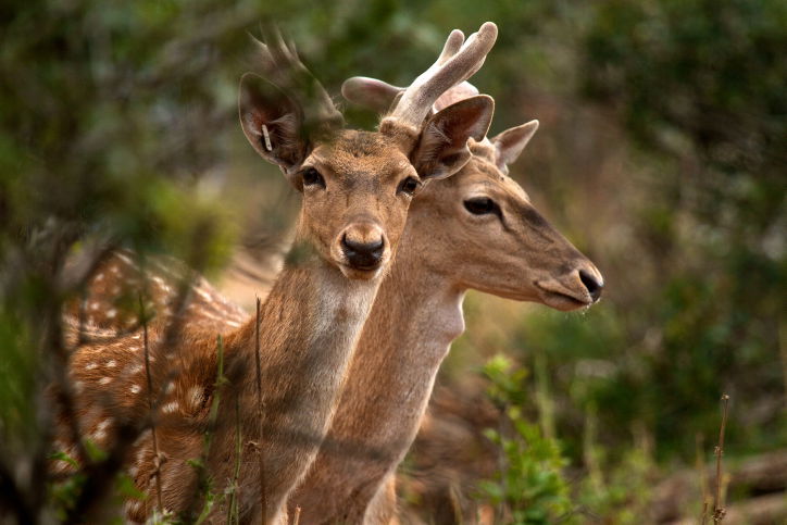 גם השמורה בכרמל תהיה סגורה