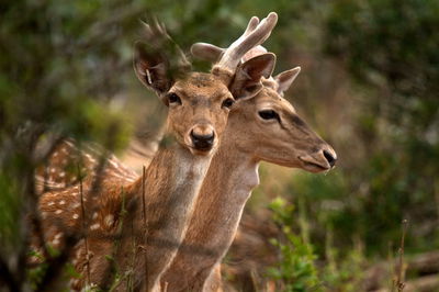 גם השמורה בכרמל תהיה סגורה